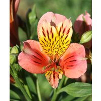 Alstroemeria Majestic 'Bauge'