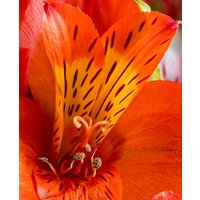 Alstroemeria Majestic 'Brissac'