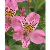 Alstroemeria Duc d'Anjou 'Charles'