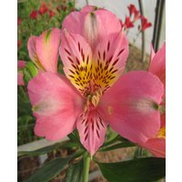 Alstroemeria Duc d'Anjou 'Pierre'