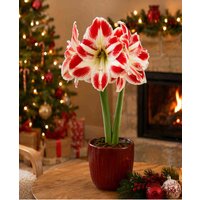 Amaryllis Amorita Esus