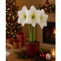 Merry and Bright Amaryllis Collection