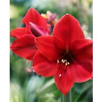 Amaryllis Red Lion
