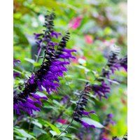 Striking Salvia Collection