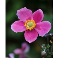 Anemone hupehensis 'Splendens'