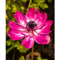 Anemone coronaria Admiral