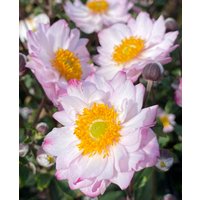 Anemone Royal Candy