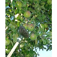 Burgon and Ball Fruit Picker