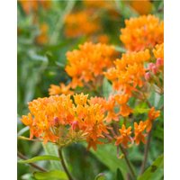 Asclepias tuberosa