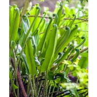Elevating Evergreen Ferns