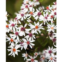 Symphyotrichum divaricatus