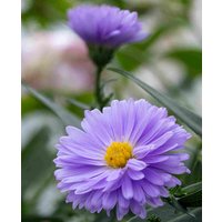 Frilly Symphyotrichum Collection