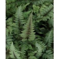 Athyrium niponicum var. pictum 'Burgundy Lace'