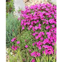 Aubrieta gracilis 'Katie Red Shades'