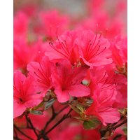 Zingy Azalea Collection