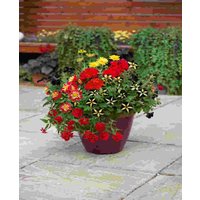 Red Provence Planter