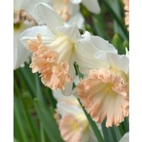 Narcissus 'British Gamble'