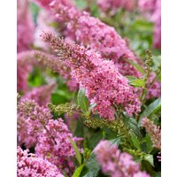 Buddleja davidii 'Butterfly Candy Little Pink'