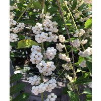 Callicarpa bodinieri 'Magical Snowqueen'