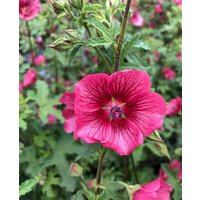 Anisodontea capensis 'Carnival Lights Parade'