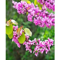 Cercis siliquastrum