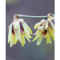 Chimonanthus praecox