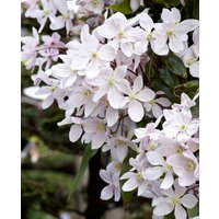 Clematis armandii