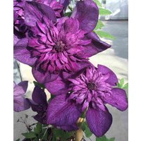 Double Flowered Clematis Collection