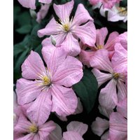 Clematis 'Comtesse De Bouchard'
