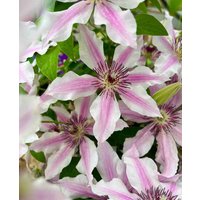 Hope and Harmony Clematis Collection