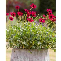 Cosmos atrosanguineus ‘Cherry Chocolate’