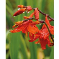 Crocosmia x crocosmiiflora 'Babylon'