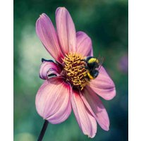 Single Flowered Dahlia Collection