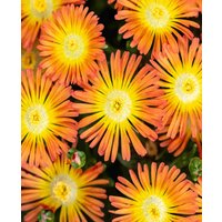 Delosperma cooperi Solstice Orange