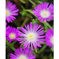 Delosperma Wheels of Wonder 'Violet'