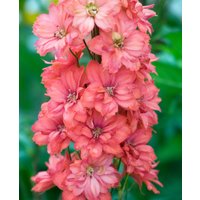 Delphinium elatum 'Red Caroline'