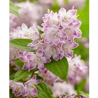 Deutzia 'Raspberry Sundae'