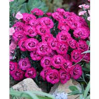 Dianthus Romance Collection