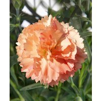 Dianthus 'Super Trouper Sorbet'