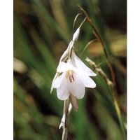 Dierama Snowbells