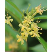 Diervilla Honeybee