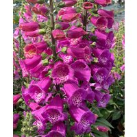Digitalis 'Lucas XXL Pink'