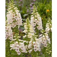 Digitalis purpurea Camelot Cream