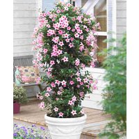 Daring Dipladenia ‘Sundaville’ Collection