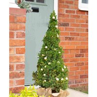 Doorstep Picea Glauca with Lights and Gold Baubles