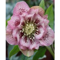 Helleborus x hybridus 'Double Ellen Pink Spotted'
