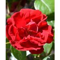 Rosa 'Dublin Bay'