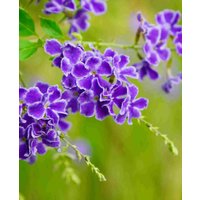 Duranta repens