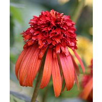 Echinacea purpurea 'Hot Papaya'