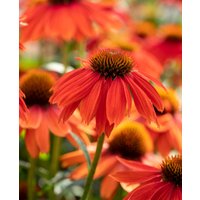 Echinacea Lakota Red